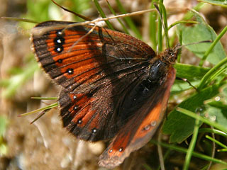 Erebia gorge  Felsen-Mohrenfalter Silky Ringlet