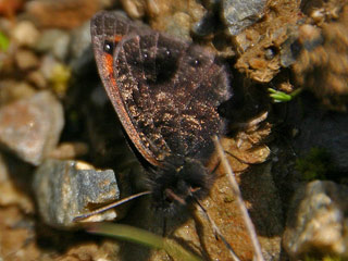 Erebia gorge  Felsen-Mohrenfalter Silky Ringlet