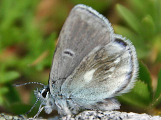 Heller Alpenbluling  Plebeius orbitulus  Alpine Blue