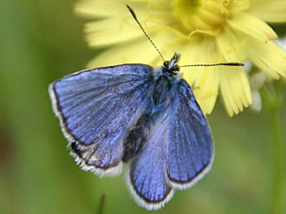 Heller Alpenbluling  Plebeius orbitulus  Alpine Blue