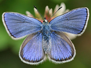 Heller Alpenbluling  Plebeius orbitulus  Alpine Blue