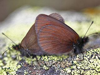 Erebia epiphron  Knochs Mohrenfalter  Mountain Ringlet