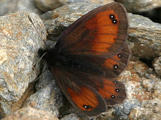 Erebia gorge  Felsen-Mohrenfalter Silky Ringlet