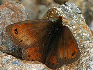 Erebia gorge  Felsen-Mohrenfalter Silky Ringlet