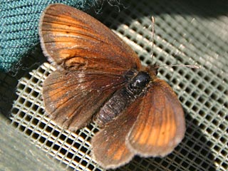 Erebia mnestra