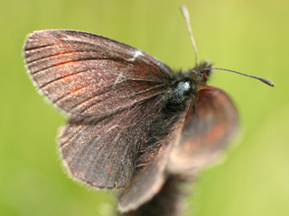 Erebia pluto  Eismohrenfalter  Sooty Ringlet