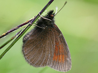 Erebia pluto  Eismohrenfalter  Sooty Ringlet