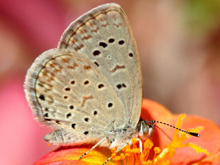 Zizeeria knysna  African Grass Blue