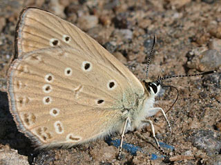 Polyommatus admetus  stlicher Esparsettenbluling  Anomalous Blue