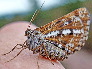 Bupulus piniaria  Kiefernspanner Bordered White