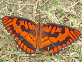 Bybbia ilithyia