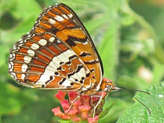 Bybbia ilithyia