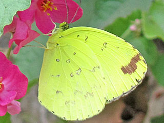 Eurema hecabe  Large Grass Yellow