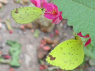 Eurema hecabe  Large Grass Yellow