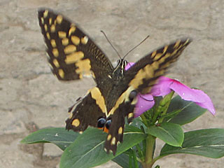 Papilio demodocus  Citrus Swallowtail