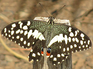  Papilio demodocus,  Citrus Swallowtail