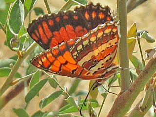 Bybbia ilithyia