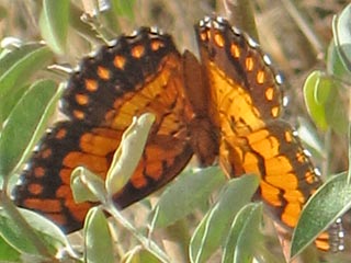 Bybbia ilithyia