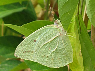 Catopsilia florella African Migrant  Raupe