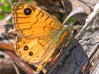 Lasiommata paramegaera  Corsican Wall Brown