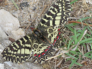 (Sdlicher) Osterluzeifalter Zerynthia polyxena Southern Festoon  cassandra