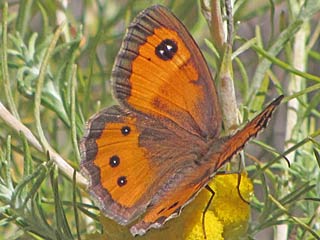 Spanischer Ochsenauge Spanish Gatekeeper Pyronia bathseba 