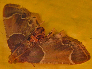 Mehlznsler  Pyralis farinalis  Meal Moth