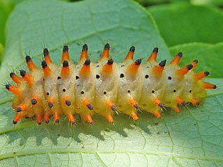 (Sdlicher) Osterluzeifalter Zerynthia polyxena Southern Festoon  cassandra