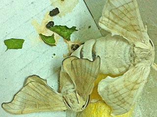 Seidenspinner Maulbeerspinner   Bombyx mori   Domestic Silkmoth