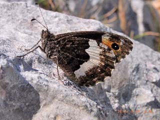 Hipparchia neomiris  Corsican Grayling