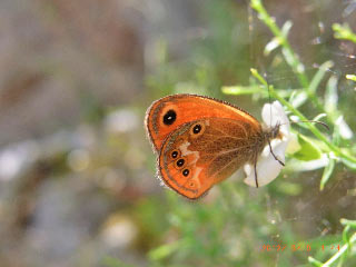 Coenonympha corinna  Corsican Heath