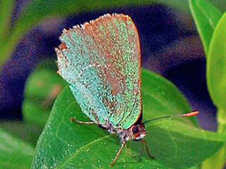 Callophrys avis Chapman's Green Hairstreak