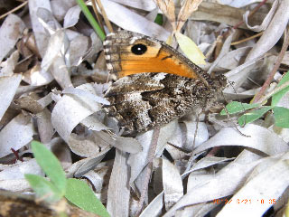 Hipparchia neomiris  Corsican Grayling