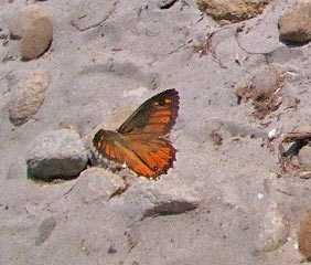 Hipparchia neomiris  Corsican Grayling