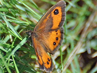 Spanischer Ochsenauge Spanish Gatekeeper Pyronia bathseba 