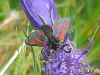 Zygaena exulans Alpen-Widderchen Mountain Burnet