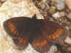 Kleiner Mohrenfalter Erebia melampus Lesser Mountain Ringlet