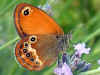 Coenonympha elbana "Elba-Wiesenvgelchen" Elban Heath