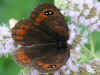 Erebia styx Freyers Alpen-Mohrenfalter