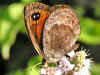 Erebia styx Freyers Alpen-Mohrenfalter