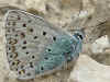 Polyommatus hispana Provence Chalk-hill Blue