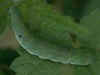 Raupe Gelbfleck-Waldschatteneule Euplexia lucipara Small Angle Shades