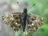 Heilziest-Dickkopffalter Charcharodus flocciferus Tufted Marbled Skipper