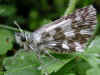 Pyrgus alveus Sonnenrschen-Wrfel-Dickkopffalter Large Grizzled Skipper