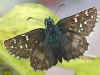 Pyrgus alveus Sonnenrschen-Wrfel-Dickkopffalter Large Grizzled Skipper