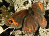 Alpen-Mohrenfalter Erebia triaria Prunner's Ringlet