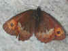 Erebia euryale Larger Ringlet