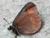 Kleiner Mohrenfalter Erebia melampus Lesser Mountain Ringlet