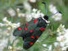 Zygaena lavandulae