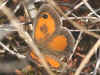 nnchen Pyronia cecilia Sdliches Ochsenauge Southern Gatekeeper